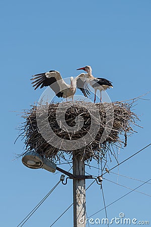 White Storks in the nest on electric pole Stock Photo