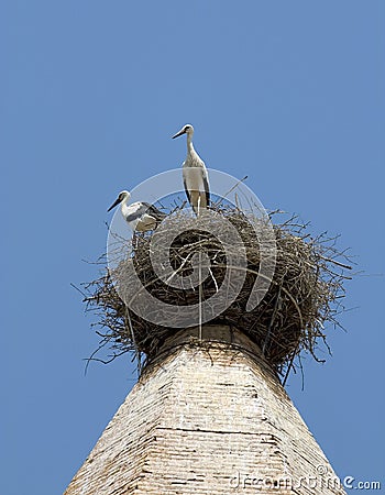 White storks in Huesca, Spain Stock Photo