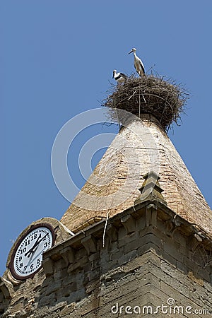 White storks in Huesca, Spain Stock Photo