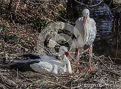 White storks on the nest 2 Stock Photo