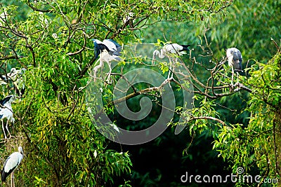 White Storks in Thung Nham Natural Reserve Stock Photo
