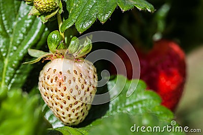 White strawberry on blurred background. Stock Photo