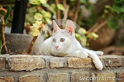 White stray cat resting on pavement curb made of bricks, garden trees and leaves in background Stock Photo