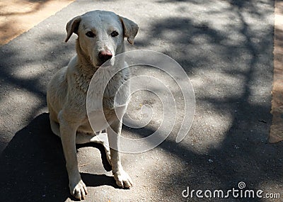 White stray dog, Homeless dog sitting staring at the food Stock Photo