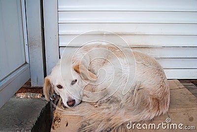 White stray sad dog laying near closed shop dorr Stock Photo