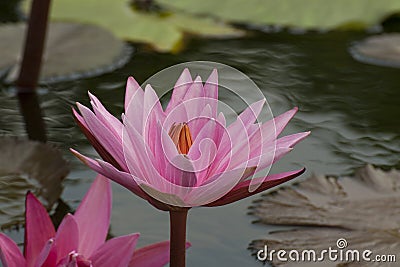 White strip pink lotus Stock Photo