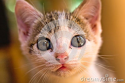 White striped kitten close-up, portrait, focus, mouth, nose, curious, face, hair, blue eyes Stock Photo