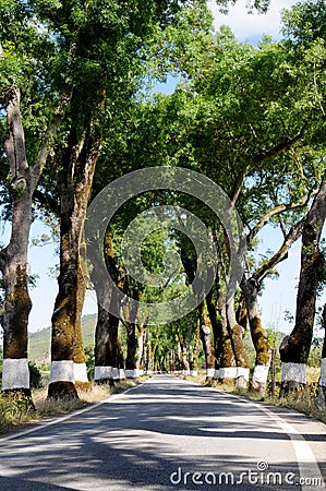 Empty Country Road - Trees with White Stripes Stock Photo