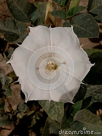 White sun shine flower hexagon shaped yellow centred and green leaves all around Stock Photo