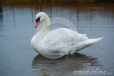 White swan Stock Photo