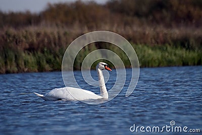 White swan Stock Photo