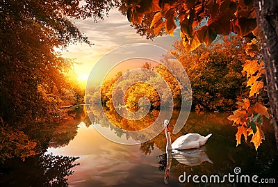 Swan on autumn pond Stock Photo