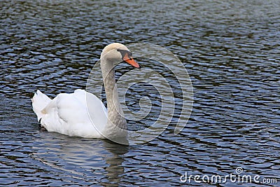 White swan on a background of water on the Patriarch`s Ponds in Moscow Editorial Stock Photo
