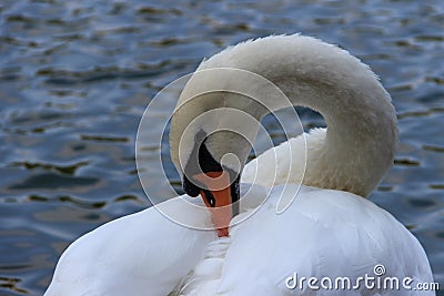 White swan on a background of water on the Patriarch`s Ponds in Moscow Stock Photo