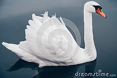 White Swan on blue lake, side view very close-up Stock Photo