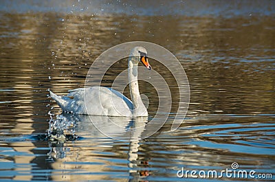 White swan on blue pond Stock Photo