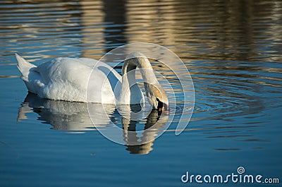 White swan on blue pond Stock Photo