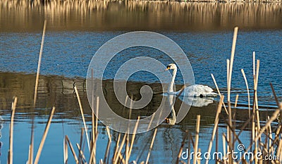 White swan on blue pond Stock Photo