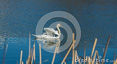 White swan on blue pond Stock Photo