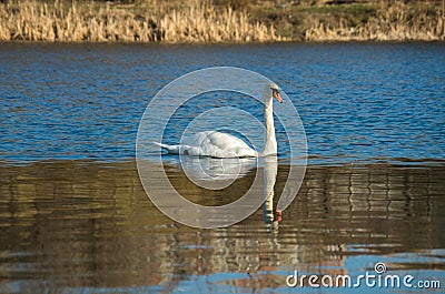 White swan on blue pond Stock Photo