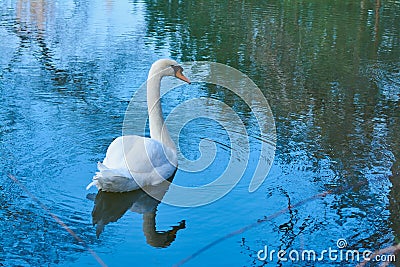 White swan in a cold park. Stock Photo