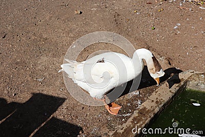 White swan drink water Stock Photo
