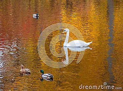 White swan and ducks swimming in a golden pond Stock Photo