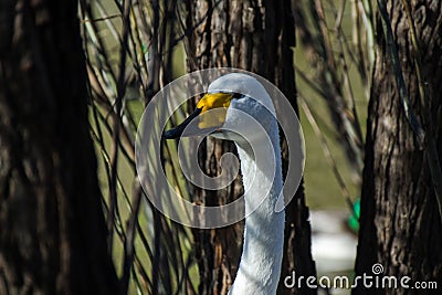 White swan on the edge of the pond hiding among the trees Stock Photo