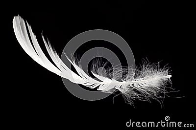 White swan feather isolated Stock Photo