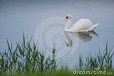 White swan floating in the lake Stock Photo