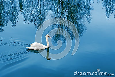 White Swan floating on the lake in the evening, blue water Stock Photo