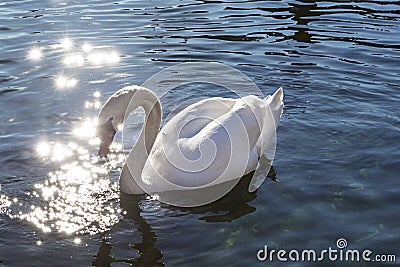 White swan floating and light sparkle Stock Photo