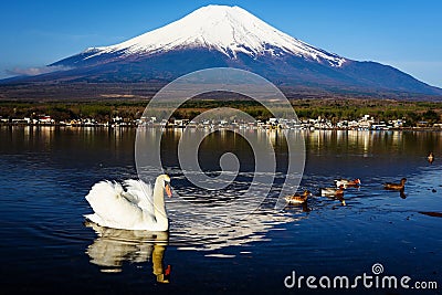 White swan floating on Yamanaka lake with Mount Fuji view, Yamanashi, Japan. Stock Photo