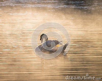 White swan on fog reservoir Stock Photo