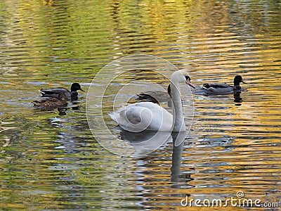 White swan and four ducks on pond and water reflection of landscape of royal Wilanow park in european Warsaw in Poland Stock Photo