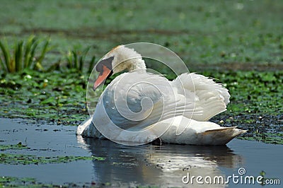 White swan on a lake Stock Photo