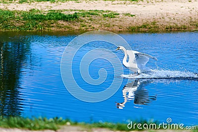 White swan landing Stock Photo