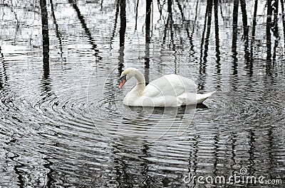 White swan live in solitude in a winter park Stock Photo