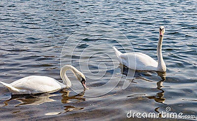 white Swan in the mating season on the pond in spring Stock Photo