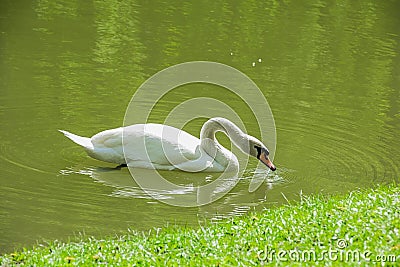 White swan near green grass diagonal bank Stock Photo