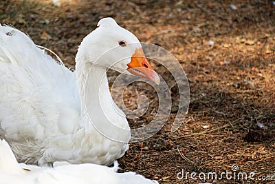 A white swan with an orange beak and a small sextet on a brown ground background Stock Photo