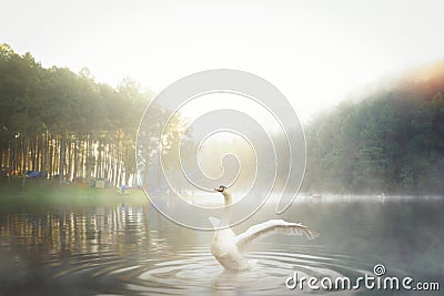 White swan in Pang ung national park Stock Photo