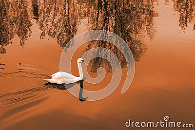 White Swan on the pond at sunset Stock Photo