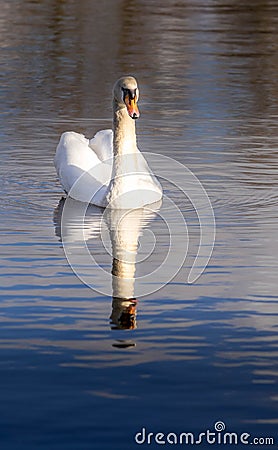 White swan in portrait tall Stock Photo