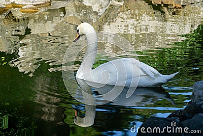 White swan is reflected in black mirror of pound against background of large beige stones in park Aivazovsky Stock Photo