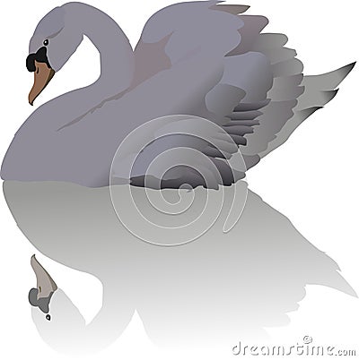 White swan and reflection Vector Illustration