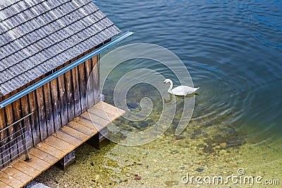 White swan searching for food in a lake Stock Photo