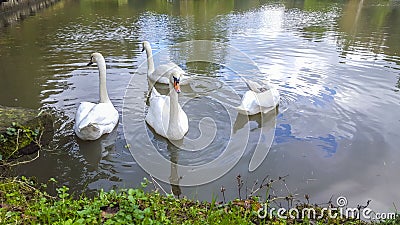 White Swan Stock Photo
