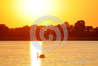 White swan swimming alone thru the lake Stock Photo