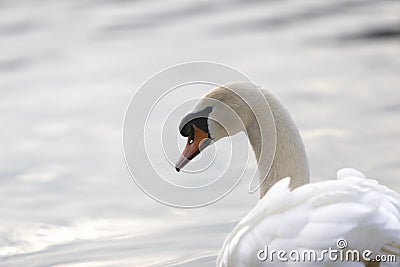 White swan swimming in lake in a park, head shot Stock Photo